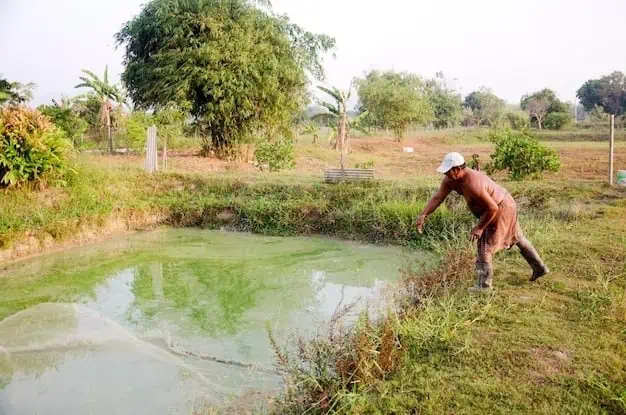 Mempelajari Budidaya Lele