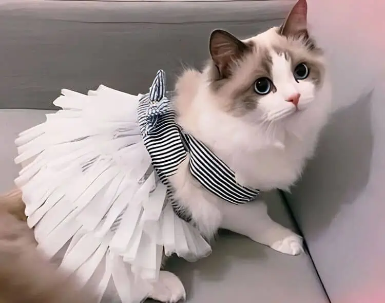 Contoh Pet Clothes Ide Bisnis Gila